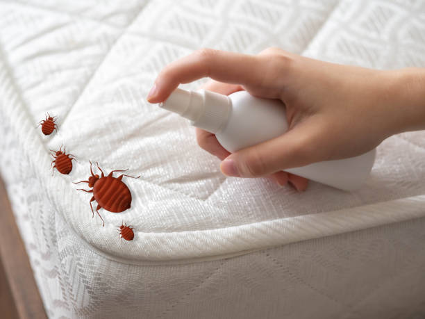 Best Pest Control Treatment  in Island Park, NY
