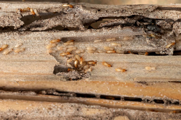 Best Best Pest Control Companies  in Island Park, NY